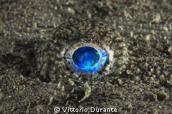 Eye of a Fishing-frog by Vittorio Durante 